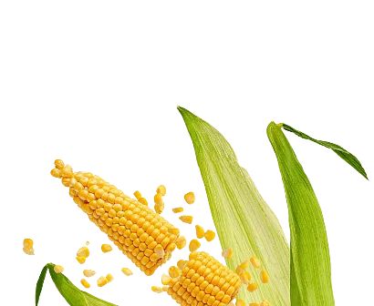 Fresh corn on the cob