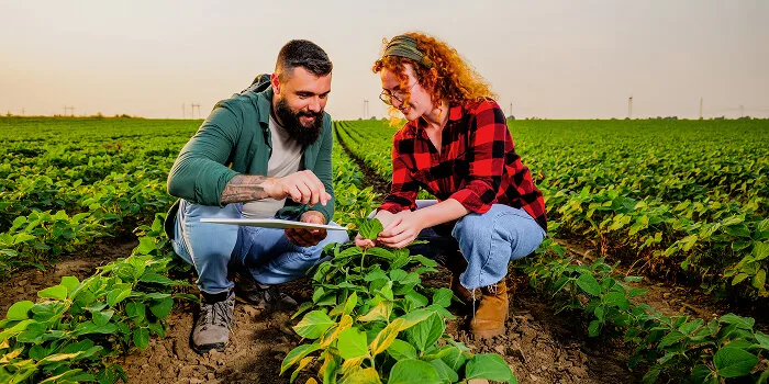 Peppers Plus team inspecting a row crop field